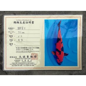 Marusei koifarm med sertifikat VHQ 