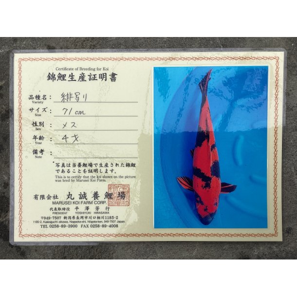 Marusei koifarm med sertifikat VHQ 