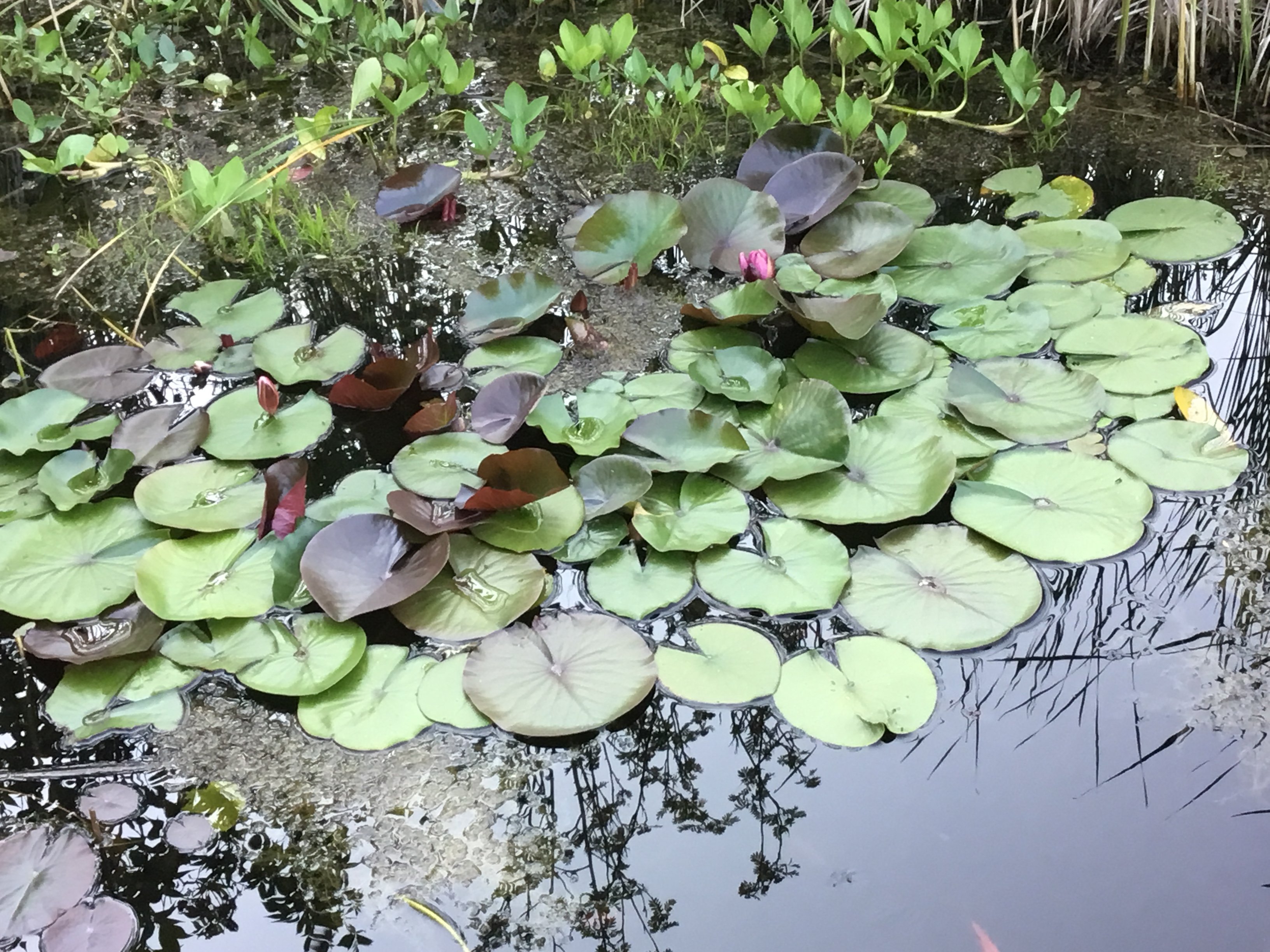 Bunndren 110mm med standard spinndrifter 