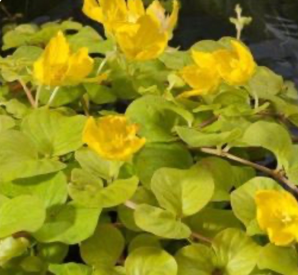 Kantplante Gyllen Krypfredl�s / Lysimachia nummularia 'Aurea'