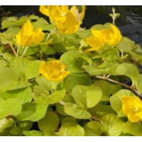 Gyllen Krypfredls / Lysimachia nummularia 'Aurea'