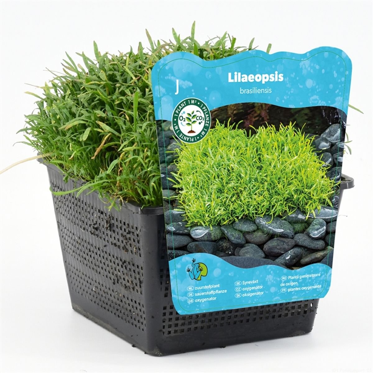 Vannplante Lilaeopsis brasiliensis
