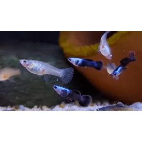 Akvariefisk / Guppy kort halet 