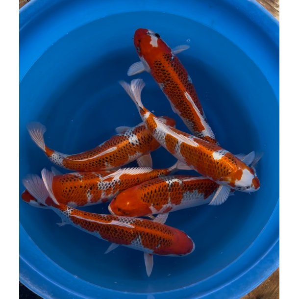 Hndplukket i Japan hos Wada koifarm  43-47cm Nisai 