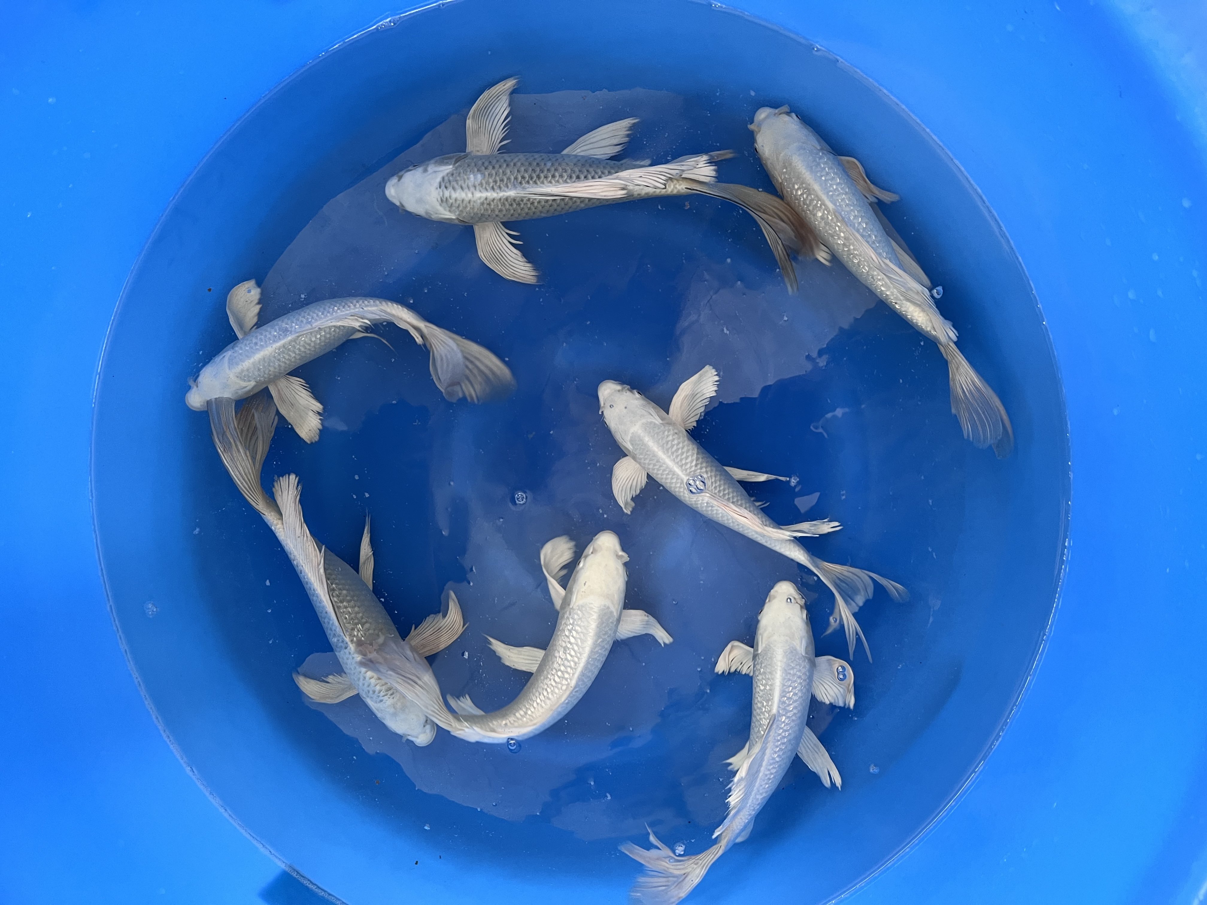 Longfinn / Butterfly Koi 10-12cm 