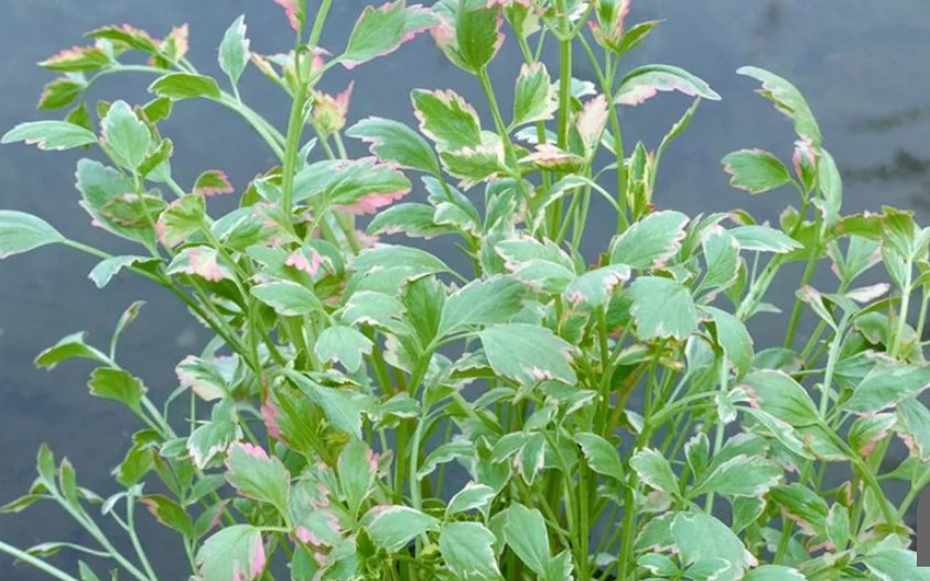 Sumpplante Oenanthe fistulosa �Flamingo�