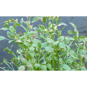 Sumpplante Oenanthe fistulosa �Flamingo�