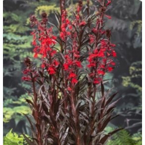 Lobelia cardinalis