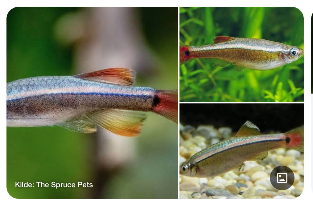Akvariefisk / Venusfisk  3cm / Tanichthys albonubes
