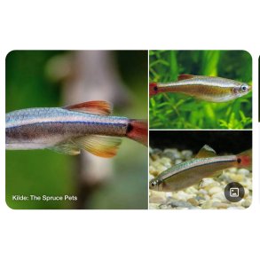 Akvariefisk / Venusfisk  3cm / Tanichthys albonubes