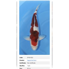 Yagenji koifarm/ Goromo 62cm  / 3�r 