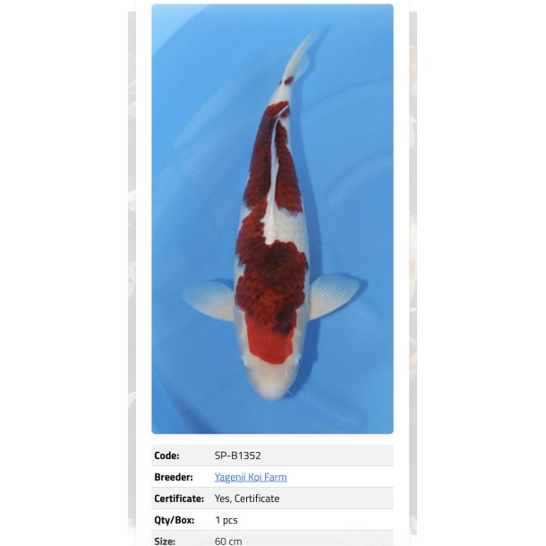 Yagenji koifarm/ Goromo 62cm  / 3�r 