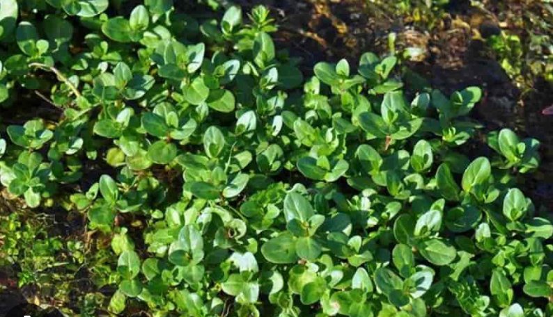 Bekkeveronica (Veronica beccabunga)