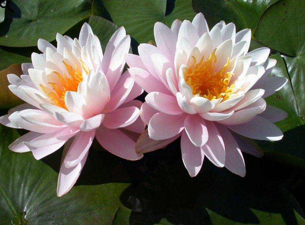 Vannlilje Nymphaea Ray Davies