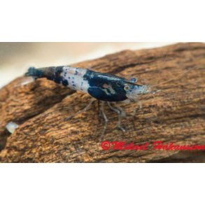 Reker / Neocaridina davidi / Rili Blue