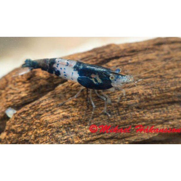 Reker / Neocaridina davidi / Rili Blue