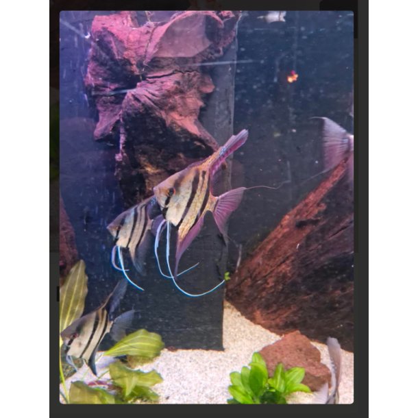Ciklide Art / Peru Scalare 7-9cm / viltfanget / Pterophyllum scalare 