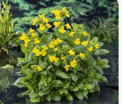 Gul gjoglerblomst (Mimulus luteus)