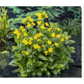 Gul gjoglerblomst (Mimulus luteus)