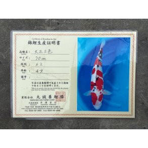 Marusei koifarm med sertifikat VHQ 