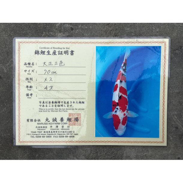 Marusei koifarm med sertifikat VHQ 