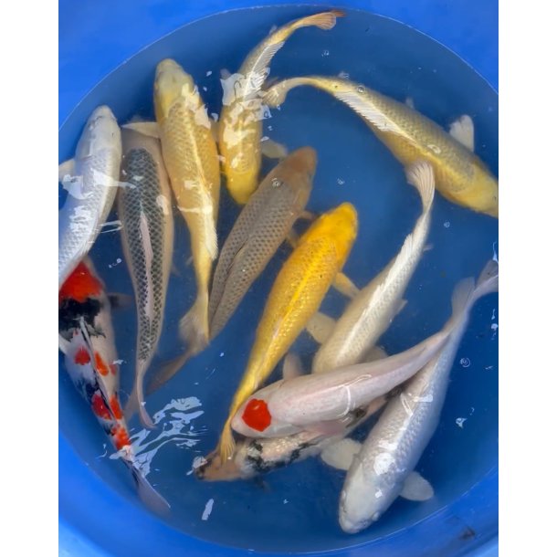 H�ndplukket store 2�ringer hos Suda koifarm/ kasse 1  / 35-45cm / plukket 10/3 2026 