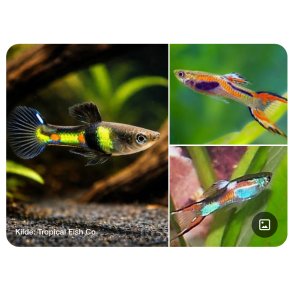 Akvariefisk / Guppy / HQ Endlers 2-3,5cm  / Poecilia wingei