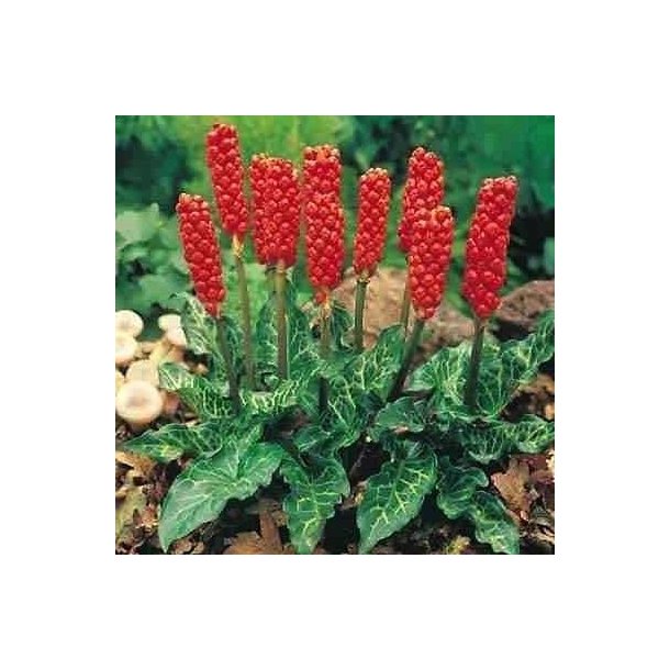 Arum italicum