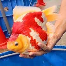 Tamasaba Medium 8-9cm  / Yamasan koifarm Japan 