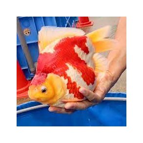 Tamasaba Medium 8-9cm  / Yamasan koifarm Japan 