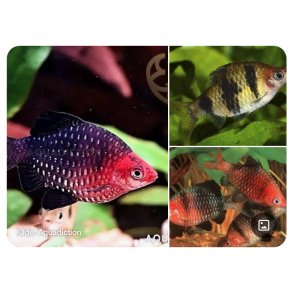 Akvariefisk / Barbe / Purpurbarbe 3-4cm / Pethia nigrofasciata