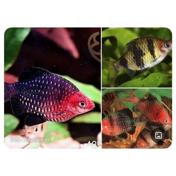 Akvariefisk / Barbe / Purpurbarbe 3-4cm / Pethia nigrofasciata