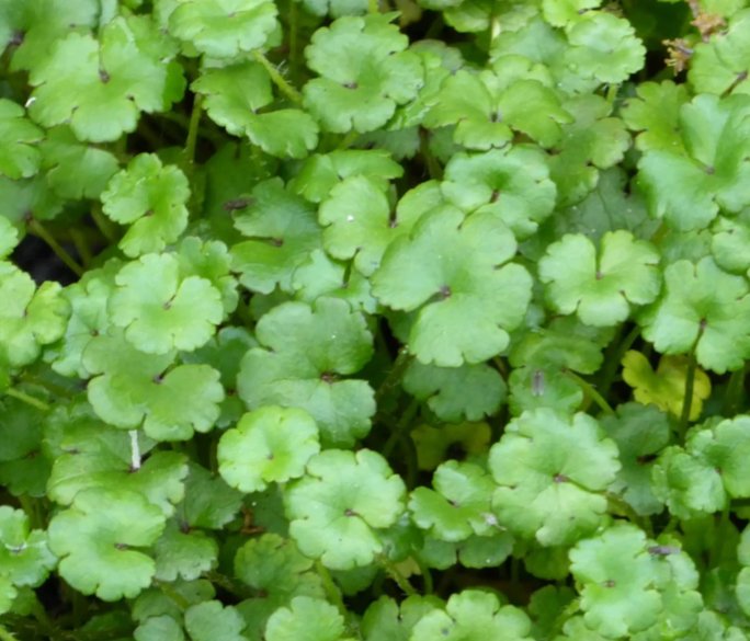 Vannplante Hydrocotyle novae-zelandiae