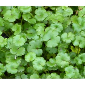 Vannplante Hydrocotyle novae-zelandiae