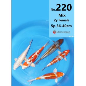 Fra auksjon  i Japan / 2 �r fra Marusaka koifarm 36-40cm 