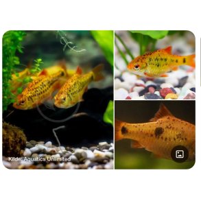 Akvariefisk / Barbe / Gullbarbe 3-4cm / Barbodes semifasciolatus