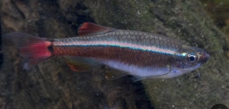 Akvariefisk / Venusfisk  3cm / Tanichthys albonubes