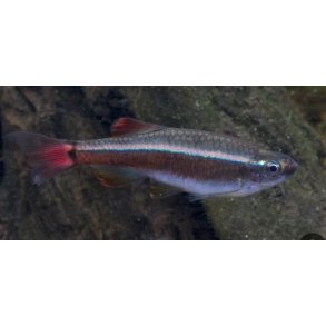 Cardinal/Venusfisk  3cm / Tanichthys albonubes