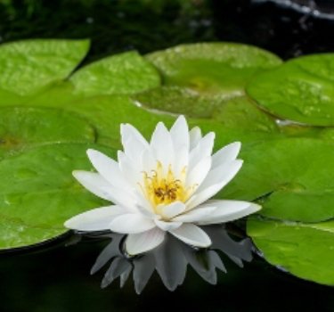 Nymphaeae Marliacea Albida