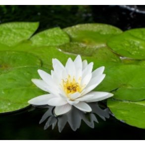 Nymphaeae Marliacea Albida