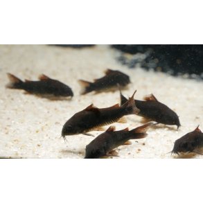 Akvariefisk / Corydoras / 3-4cm  / Corydoras Black schultzei
