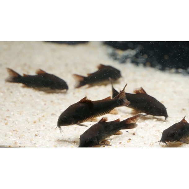 Akvariefisk / Corydoras / 3-4cm  / Corydoras Black schultzei
