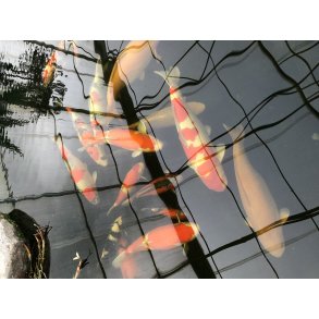 Store koi i show dam 70-90cm 