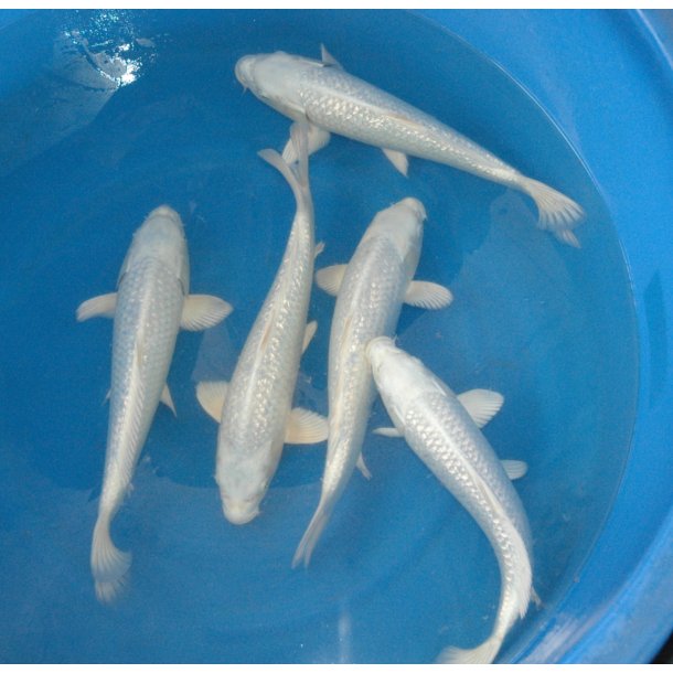 Hndplukket i Japan hos Yamasan koifarm  33-38cm 