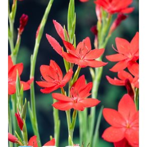 Rd Kafferlilje ( Schizostylis coccinea Major ) 
