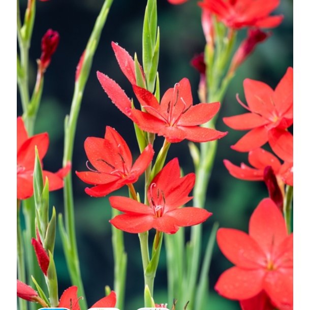 R�d Kafferlilje ( Schizostylis coccinea Major ) 