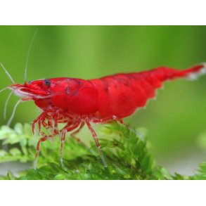 Reker / Neocaridina davidi /  Bloody Mary 