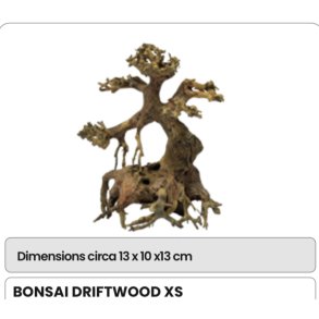 Bonsai tre / ekte / xs 