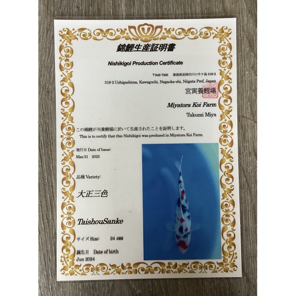 Myatora koifarm 20-25cm / Fdt Juni 2024 / med sertifikat 