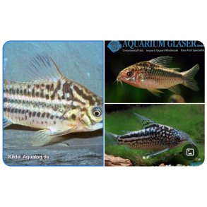 Akvariefisk / Corydoras / Elegant Cory 3-4cm /  Corydoras elegans